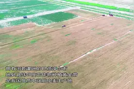 内蒙古河套地区13.12万亩旱地硬质小麦集中开镰图片