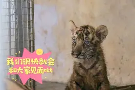 果然视频|萌虎亮相！枣庄人民公园动物园今年迎来4只虎崽图片