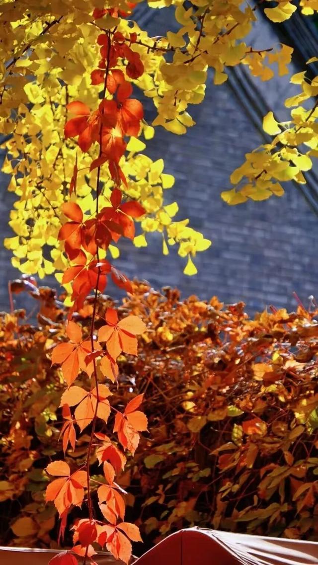 漫谈圆明丨圆明园的秋