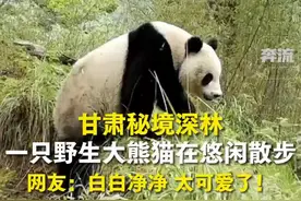 大熊猫甘肃密林深处悠闲散步图片