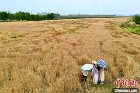 四川成都：民众打卡金色麦田景观图片