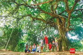 自贸港影像志·地理海南丨琼岛嘉木 葳蕤生香图片