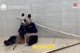 大熊猫福宝最新检查结果来啦！多项病毒正式检测均为阴性图片