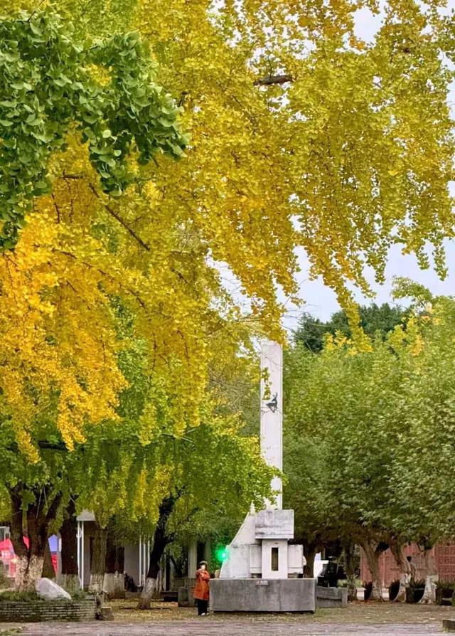 刷屏预警！高坪六合银杏进入 “半黄半绿” 阶段，周末约去~