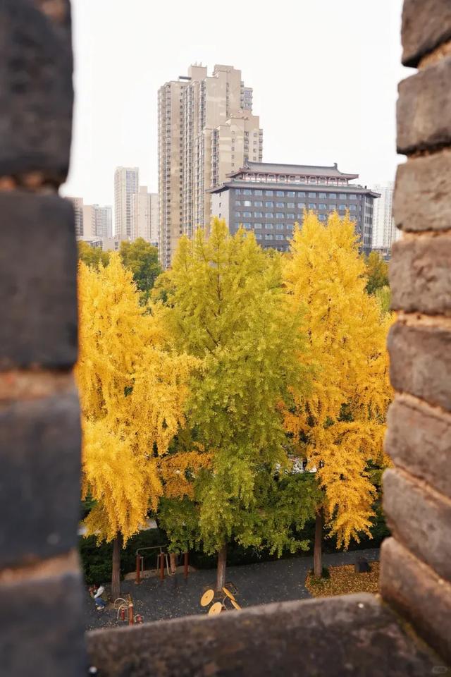 静候碑林“满眼金黄”！提前收藏这5个银杏打卡点，出片率100%