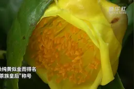广西防城港：“茶族皇后”金花茶当令盛开图片
