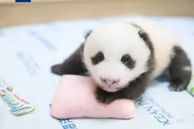 🐼🐼香港龙凤胎大熊猫宝宝有望春节前后与公众见面图片