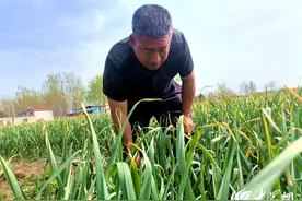 “镇”兴兰陵①：这蒜是对神山的回报图片