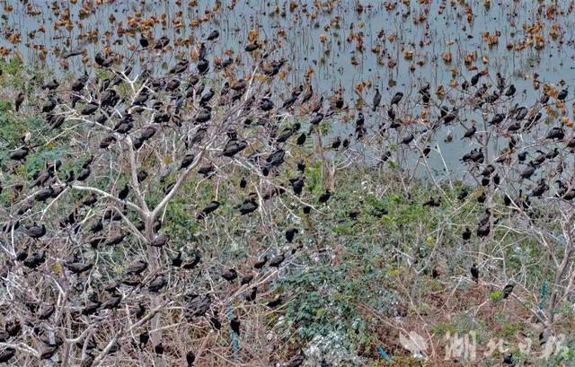 场面壮观！荆州进入繁忙“迎来送往”季！