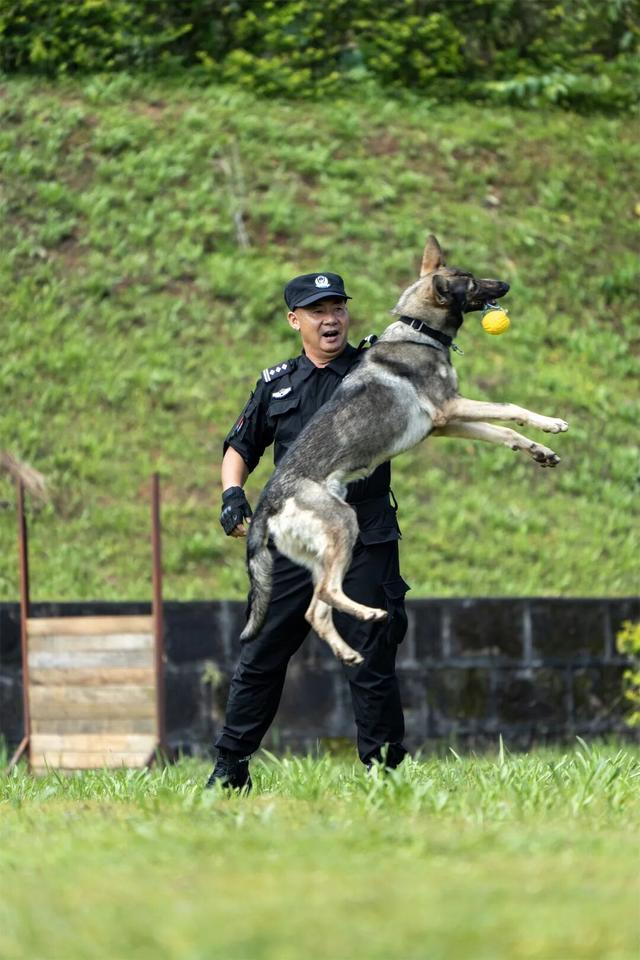 二级英模！功勋犬训导员！