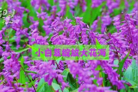 崇阳：浪漫来袭 送你一片紫色花海！图片