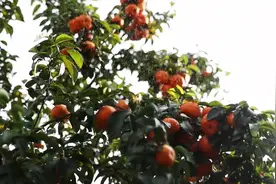 一起聊聊广西砂糖橘的那些事儿图片