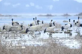 贵州威宁：鹤舞雪原图片