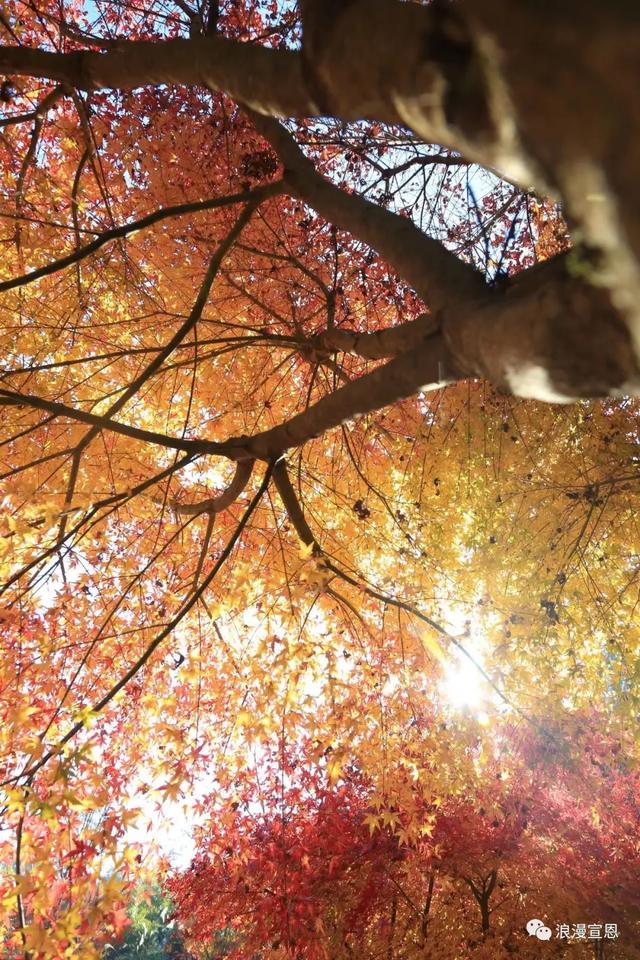 十年之约 | 全国民辅警及家属免费游宣恩矅天眼！