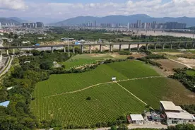 你钟爱的茉莉茶饮可能来自这里！图片