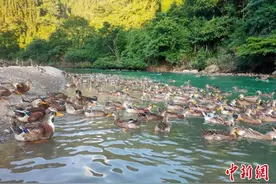 （新春走基层）广西凌云：退伍军人生态养殖玉洪清水鸭助力脱贫致富图片