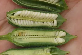 黑芝麻和白芝麻是什么关系？你的第一直觉对了吗？丨园艺“门诊”图片