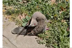 路边遇到这种姿势诡异的动物，千万别碰！图片