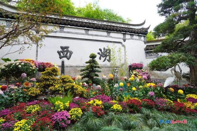 这场秋菊盛会，描绘着福建的千年风雅