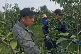 人勤春来早 果树修剪忙——记果农罗亚忠和他的“罗师专业嫁接修剪队”图片