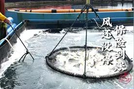 风还没停，赔款到账！湛江海洋牧场360万保险跑赢“摩羯”视频封面