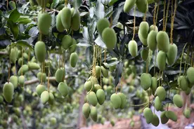 广西田东：芒果上市临近 果农忙准备图片