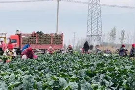 徐州丰县：生态时蔬喜迎丰收绿色产业兴村富民图片