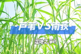 湘鄂行·一苇绿千年⑤ | 从“包袱”到“财富”，芦苇荡何以迎来新生？图片