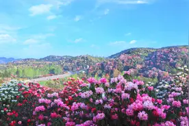 《贵州文旅》丨花花视界——百里杜鹃 “地球彩带”，世界上最大的天然花园图片