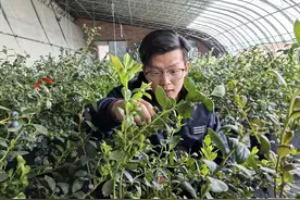 年育蓝莓苗2000万株，“青岛产”在全国市场占比超三成图片