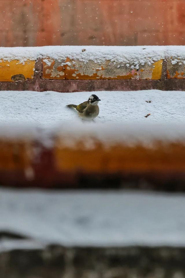 京城初雪！一大波雪景美图来了