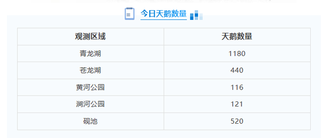 三门峡天鹅数量更新！这份“一日游最佳路线”请收好→