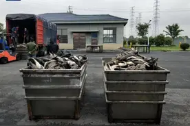 1天捞出1吨死鱼，这条河无序放生变“杀生”！放生不是想放就放图片