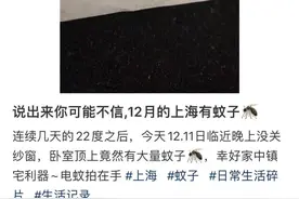 上海人怒了，12月还被蚊子吵！今天10万人出动灭蚊！专家：千万别用杀虫剂图片