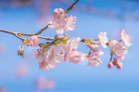 快看“樱花浪漫”，上海辰山植物园的早樱开了图片