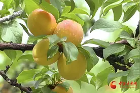 玉门：杏梅满枝头 喜迎采摘客图片