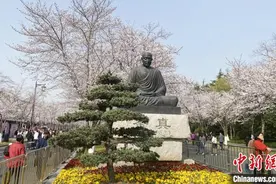 江苏扬州2025鉴真樱花季开幕 樱花盛开宛如春日“雪景”图片