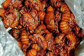 济南这个村家家养知了猴 有村民年收入超10万图片