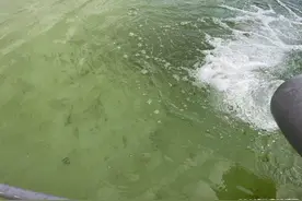 循环水养鳜鱼零排放，首批6000余斤预订一空图片