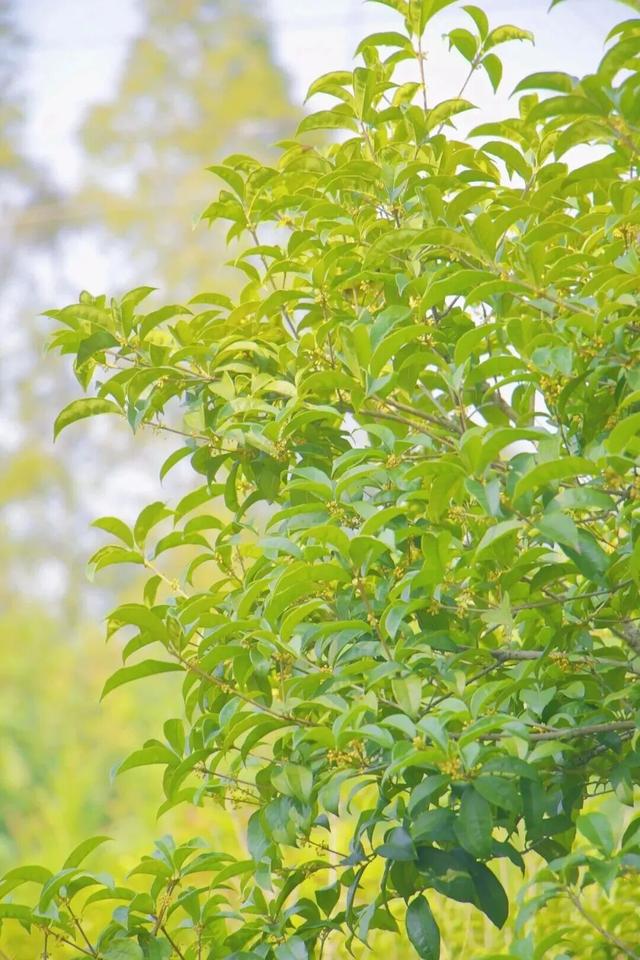 太出片了，南湖的colourful秋天！