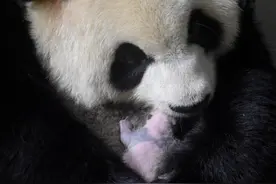 国宝+7！图片