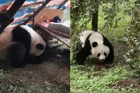 全网关注！野生大熊猫自己进村民家，腹腔大量积液、体重仅为正常一半……图片