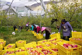 阿坝黑水：苹果丰收挂满枝 果农笑颜迎寒冬图片