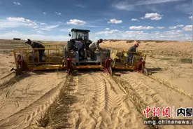 效率高出人工50倍 锡盟沙窝里用上了“插秧机”图片