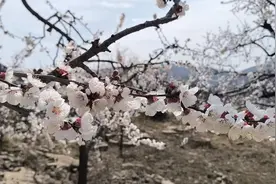 临沂蒙阴：花如海 景如画 百年杏园觅春光图片