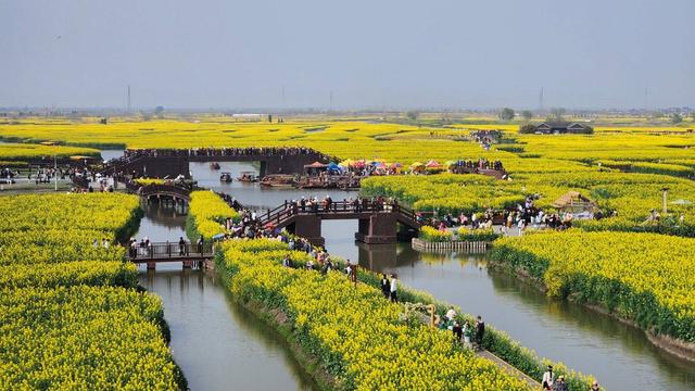 江苏泰州：兴化垛田油菜花绽放 尽显春日生机