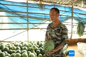 靠“听声识瓜”月入过万！验瓜师这个职业了解一下图片