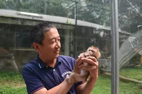 豚尾猴首次高纬度地区人工育幼成功图片