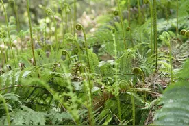 “山菜之王”蕨菜，含有剧毒致癌物质？为何人们吃了上千年没事？图片