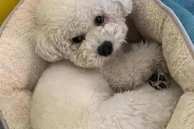 豆爹科普，1分钟带你了解狗狗假孕图片